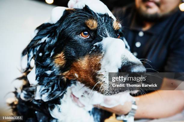 dog with soap bubbles on head being washed by groomer in pet shop - peluquero de animales fotografías e imágenes de stock