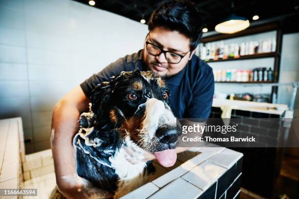 Dog being washed in bath by groomer in pet store