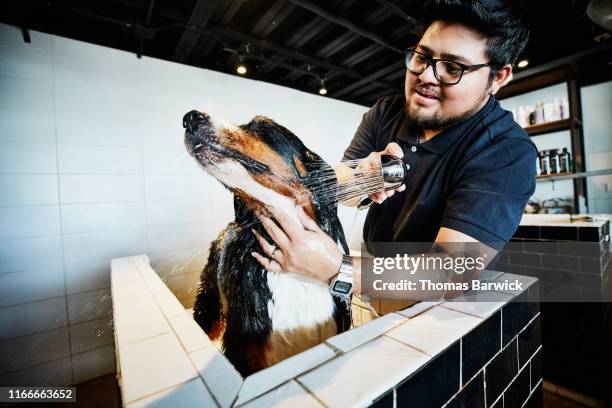 dog being rinsed by groomer during bath in pet shop - men's water polo stockfoto's en -beelden