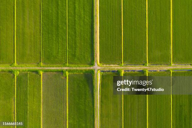 Patterns In Rice Field Japan Rice Field Photos and Premium High Res Pictures - Getty Images