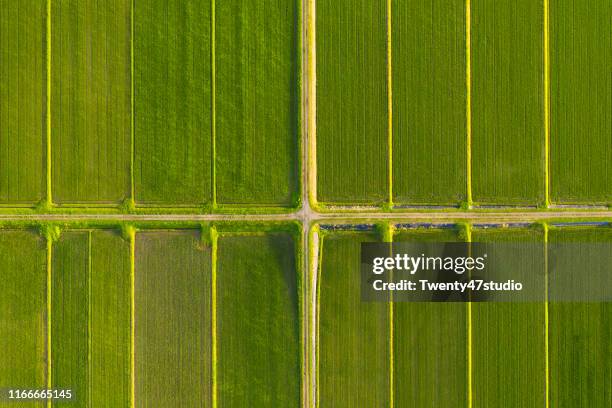 pattern of paddy rice field by drone - prefeitura de niigata imagens e fotografias de stock