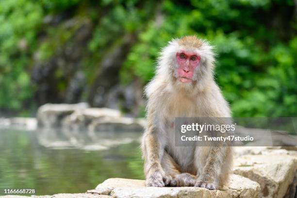 macaque or snow monkey in snow monkey park in nagano, japan - snow monkeys stockfoto's en -beelden