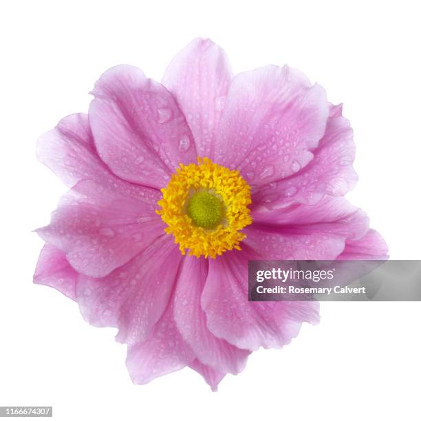 pink japanese anemone flower with water drops, on white. - pistil stock pictures, royalty-free photos & images