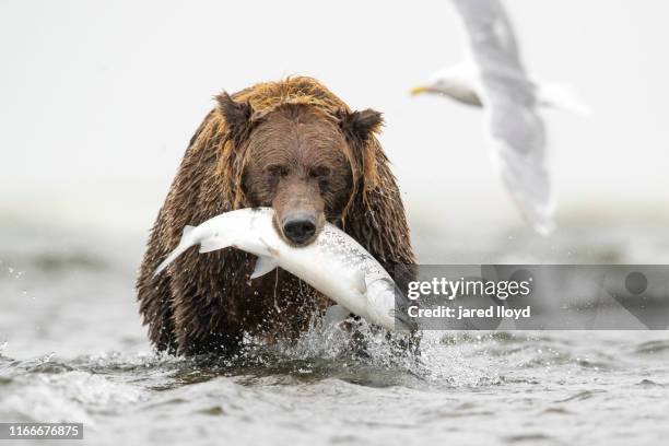 an alaskan brown bear with a large salmon hanging from his mouth - brown bear stockfoto's en -beelden