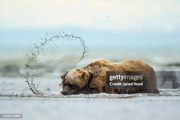 a brown bear catches a salmon in the river - coho salmon stock pictures, royalty-free photos & images