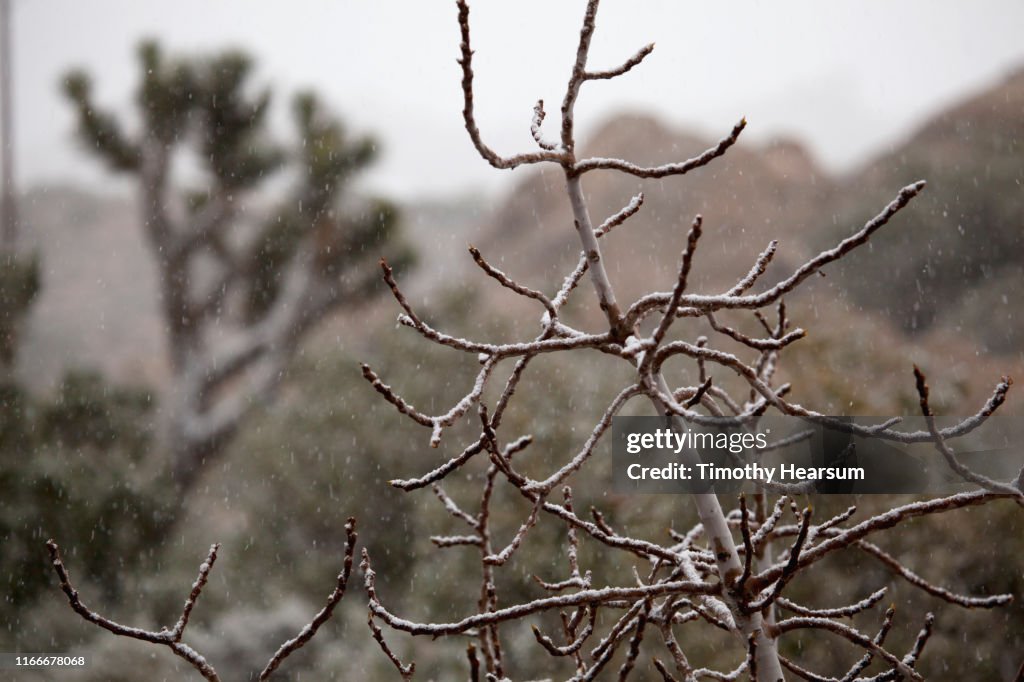 Close up of bare tree branch with snow dusting; Joshua Tree and mountains beyond as snow continues to fall