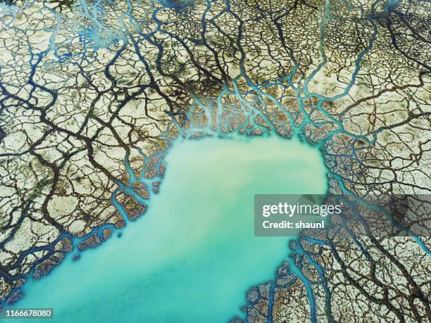 humedalde de alto contenido mineral - pantano zona húmeda fotografías e imágenes de stock