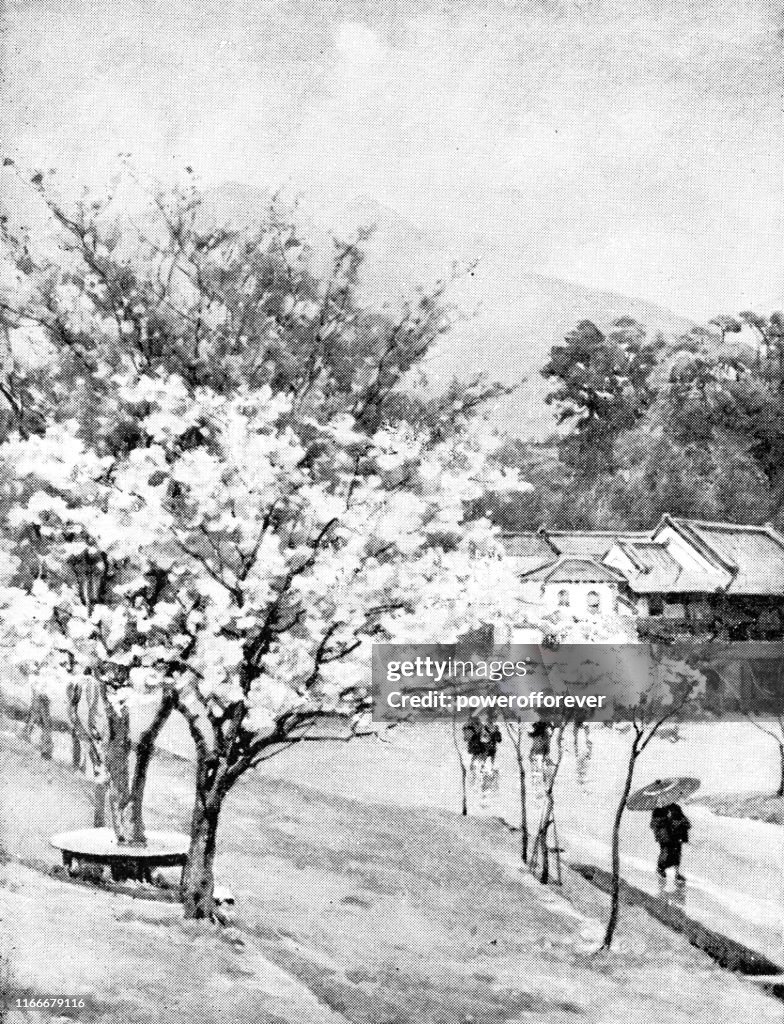 Cherry Blossom Trees in Kobe, Japan - Meiji Era 19th Century