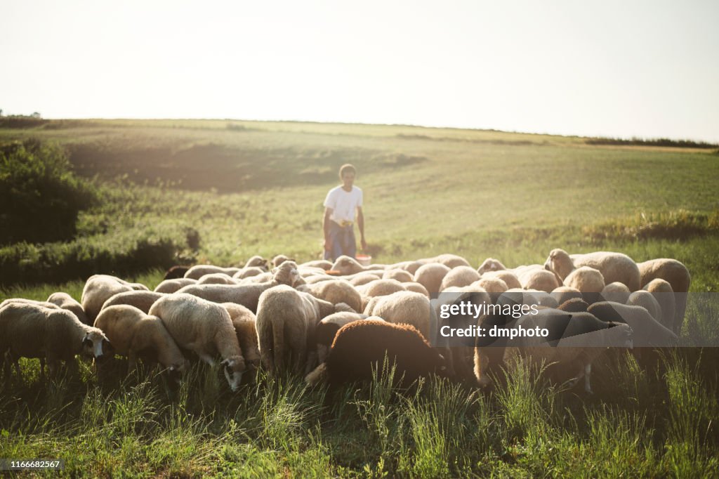 Herd of sheep's in summer