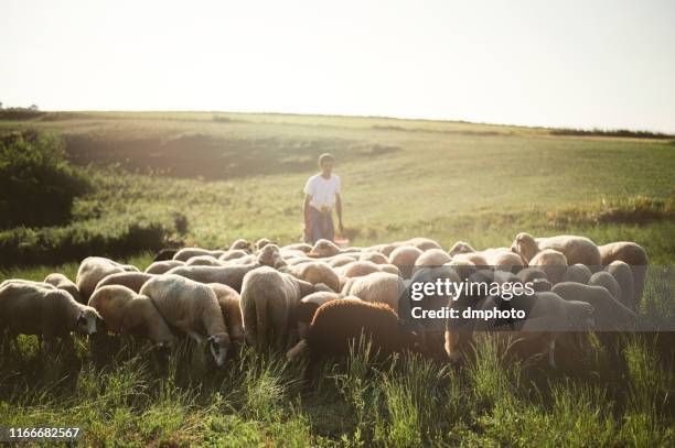 herd of sheep's in summer - shepherd with sheep stock pictures, royalty-free photos & images