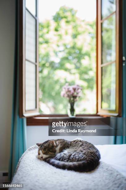 cat lying down on a bed - cat lying down stock pictures, royalty-free photos & images