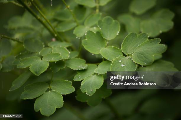 close up of water droplets on thalictrum delavayi, meadow rue foliage glistening in the light - thalictrum delavayi stock pictures, royalty-free photos & images