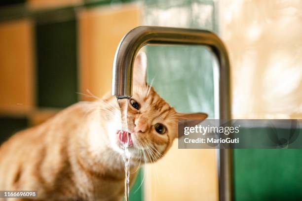 cat drinking from kitchen tap - cat drinking water stock pictures, royalty-free photos & images