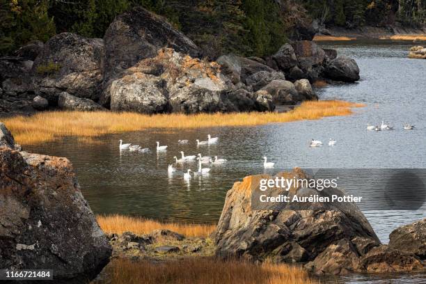 parc national du bic, anse à doucet, snow geese - st lawrence river stock pictures, royalty-free photos & images