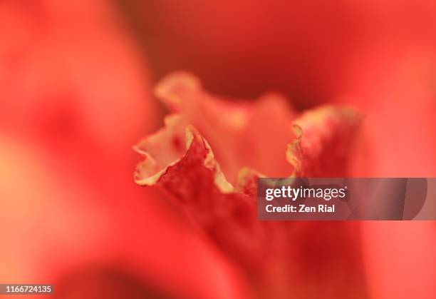 macro of royal poinciana (delonix regia) flower with selective focus on petal edge - zen rial stock pictures, royalty-free photos & images