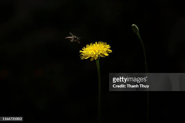 dandelion in black background - dandelion isolated stock pictures, royalty-free photos & images