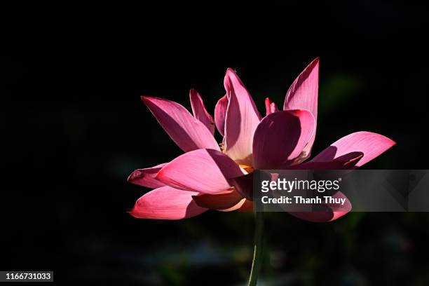 lotus on the dark background - dark botanical fauna stockfoto's en -beelden