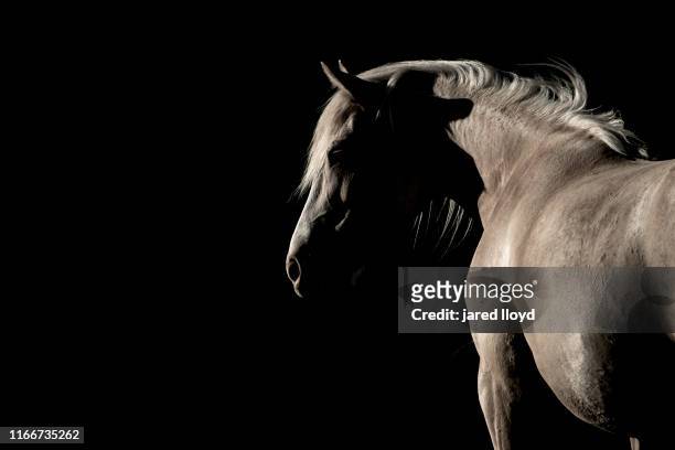 portrait of a wild horse in dramatic light - chiaroscuro - fotografias e filmes do acervo