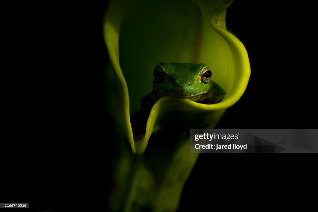 Pine woods tree frog in a pitcher plant at night