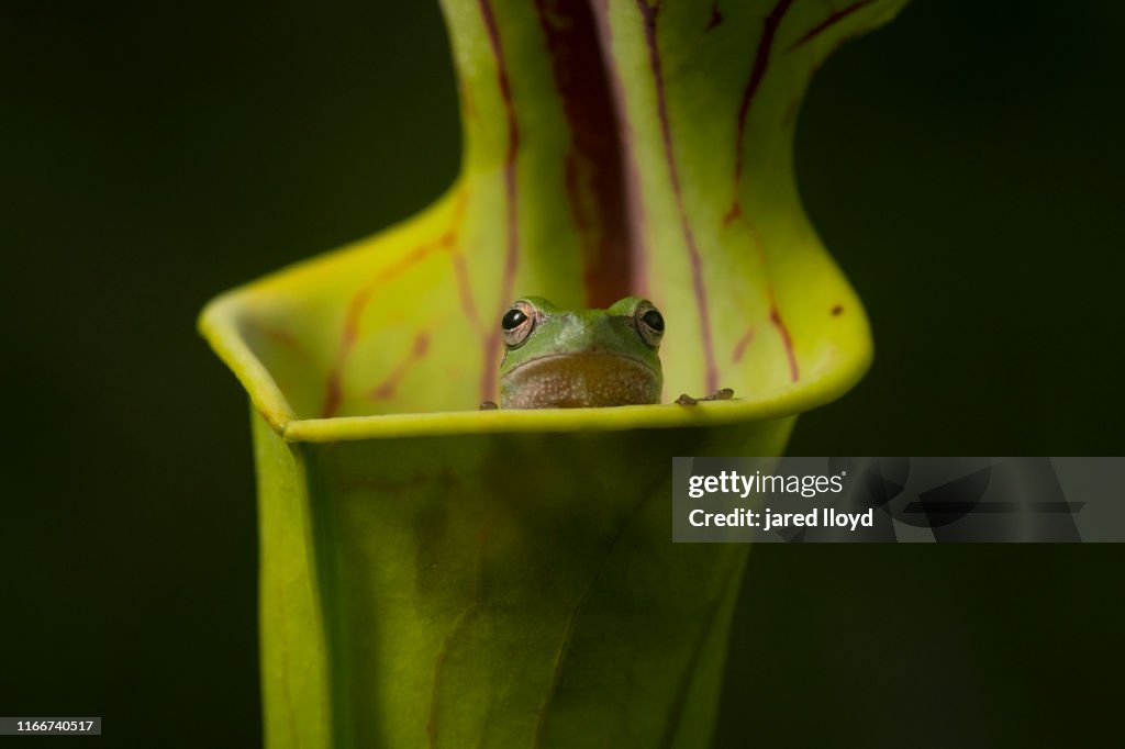 Pinewoods tree frog sitting inside of a yellow pitcher plant