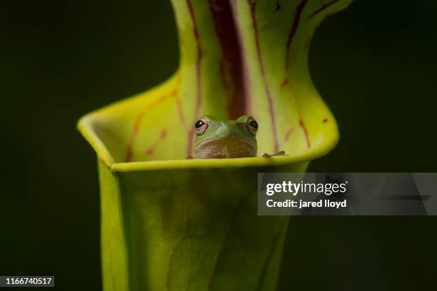pinewoods tree frog sitting inside of a yellow pitcher plant - croatan national forest north carolina stock pictures, royalty-free photos & images