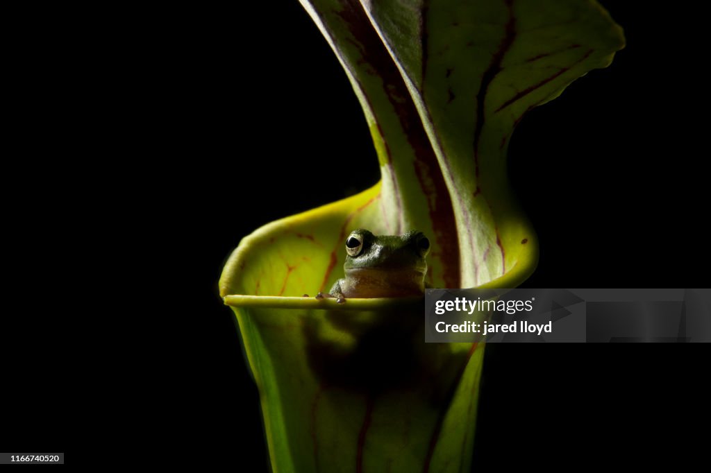 Pine woods tree frog inside a pitcher plant