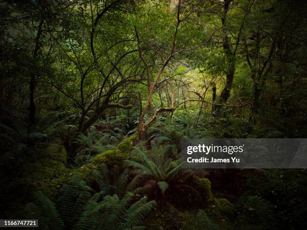 zelkova serrata rain forest - bush stock pictures, royalty-free photos & images