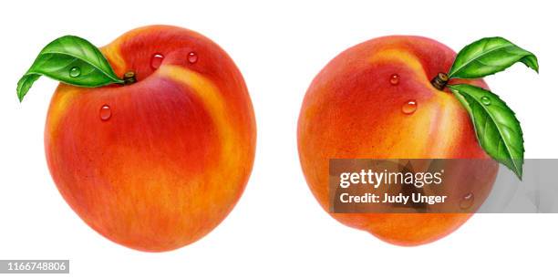 peaches two - photo realism stock-grafiken, -clipart, -cartoons und -symbole