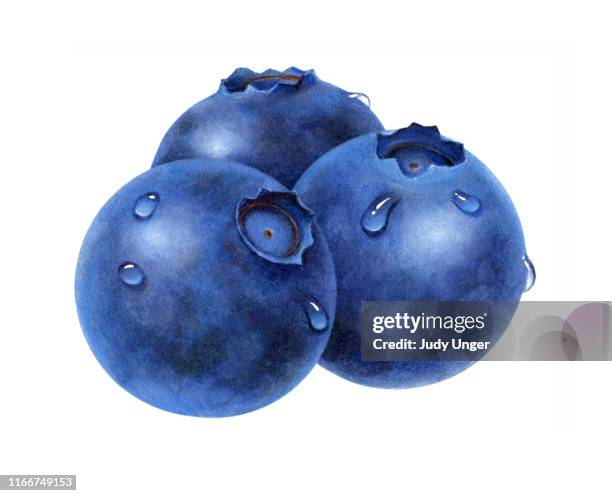 blueberries wet - photo realism stock-grafiken, -clipart, -cartoons und -symbole