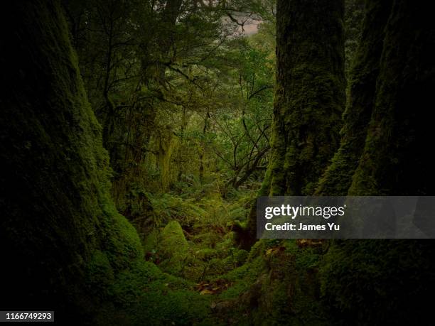 rain forest - new zealand forest stock pictures, royalty-free photos & images