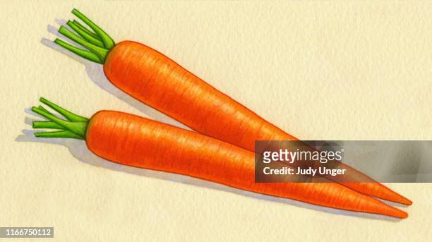carrots watercolor - photo realism stock-grafiken, -clipart, -cartoons und -symbole