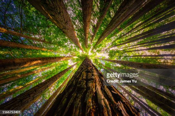 redwoods forest - crescita foto e immagini stock