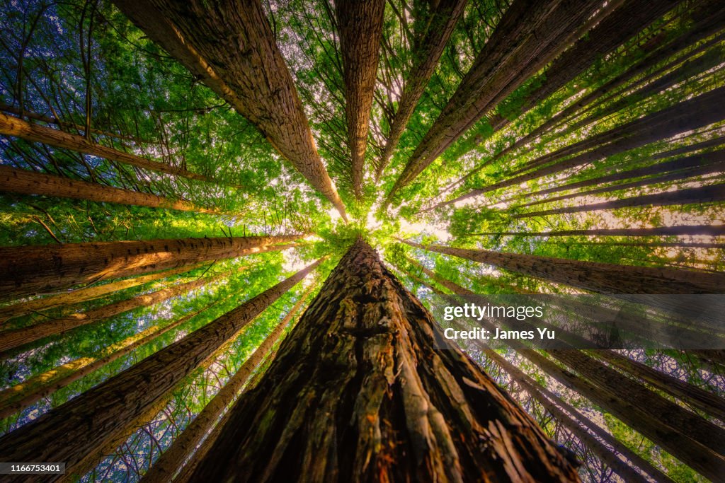 RedWoods forest