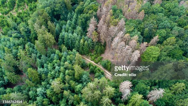 枯れ木の航空写真 - 森林ダイバック - ヴァルトスターベン、ドイツ - spruce ストックフォトと画像