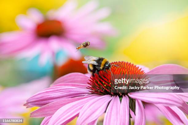 close-up image of a bee and hoverfly collecting pollen from a pink coneflower - echinacea purpurea in the summer sunshine - sunshine and flowers imagens e fotografias de stock