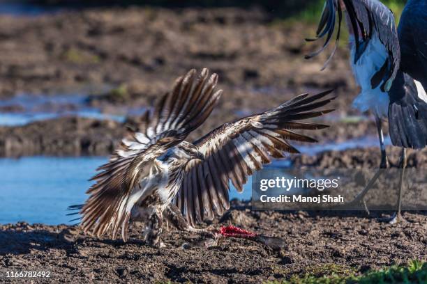 the african fish eagle scares the marabou stork and grabs the cat fish. - african fish eagle fotografías e imágenes de stock