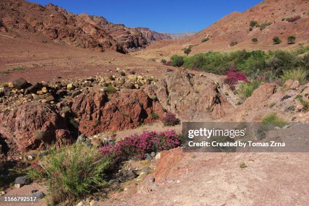 rugged dry scenery with ocassional small trees and wildflowers in the remote wadi dana - bioreserve stock pictures, royalty-free photos & images