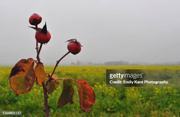 rose buds on a foggy day - emily rosenfeld stock-fotos und bilder