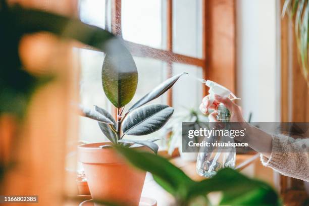 frau wässert zimmerpflanzen - watering plants stock-fotos und bilder