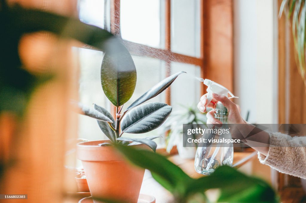 Woman watering houseplants