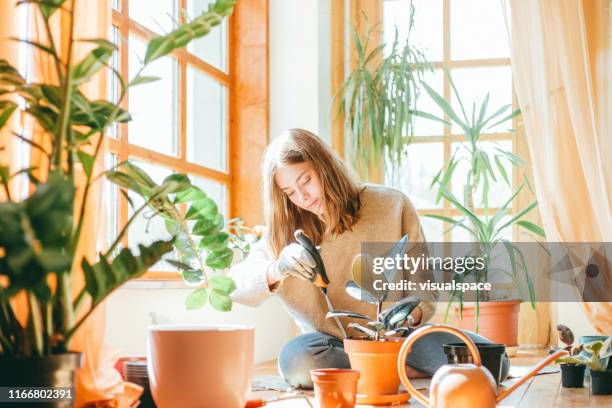young woman planting - rubber tree stock pictures, royalty-free photos & images