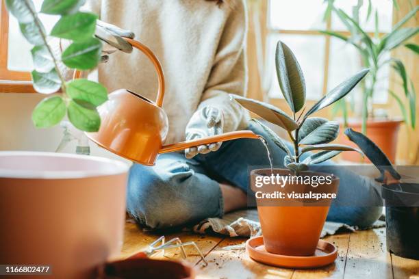 young woman watering her plants. - watering plant stock pictures, royalty-free photos & images