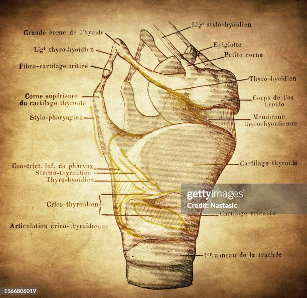 larynx - larynx stock illustrations
