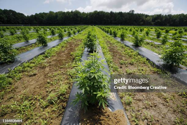 commercial growth of cannabis - marijuana herbal cannabis stockfoto's en -beelden