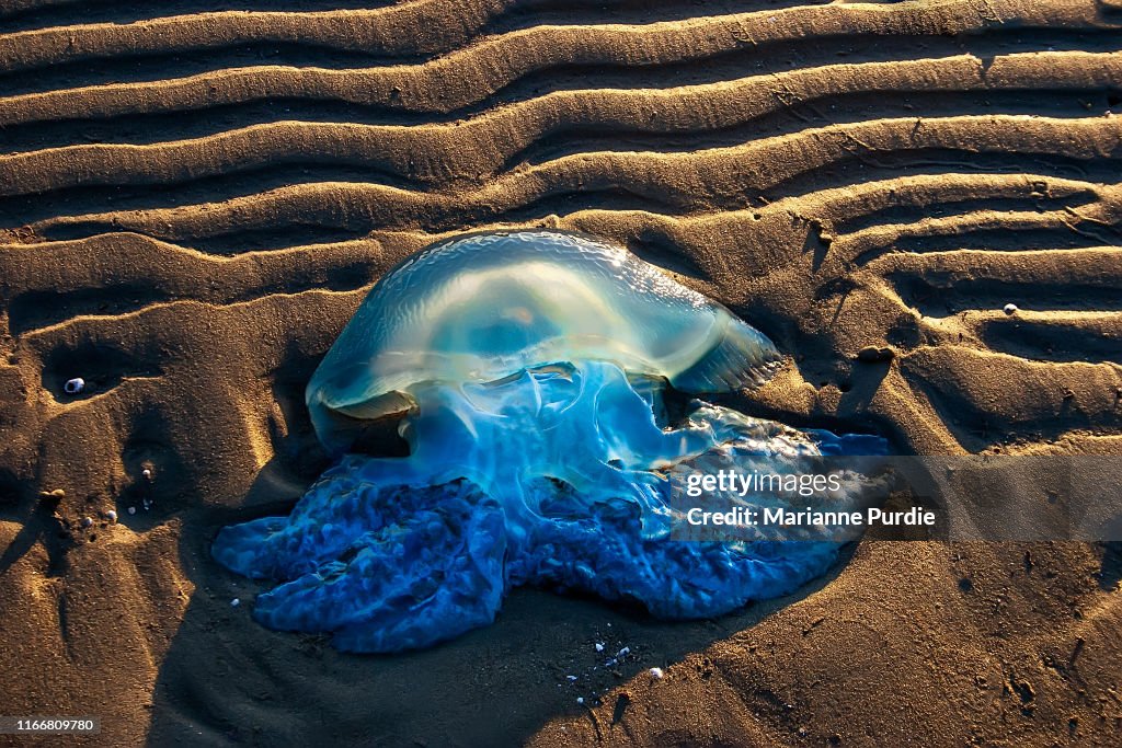 A dead jellyfish on the beach
