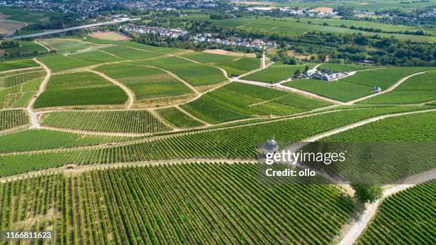 wijngaarden, rheingau, eltville, duitsland - rheingau stockfoto's en -beelden