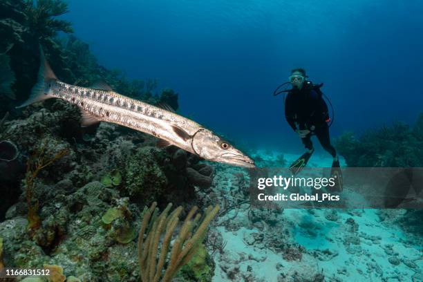 great barracuda (sphyraena barracuda) and diver - barracuda stock pictures, royalty-free photos & images