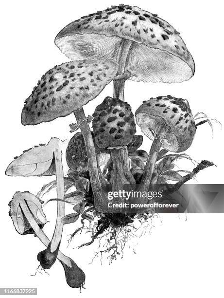 parasol mushrooms - macrolepiota procera - macrolepiota procera stock illustrations