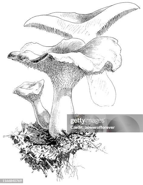 wood hedgehog mushrooms - hydnum repandum - hedgehog mushroom stock illustrations
