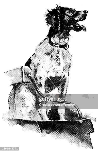 duck hunting dog in north dakota, united states - 19th century - bird hunting stock illustrations